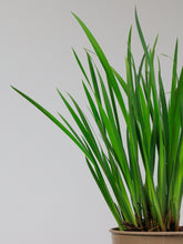 products/SotoProductShootLowQ-1952.jpg